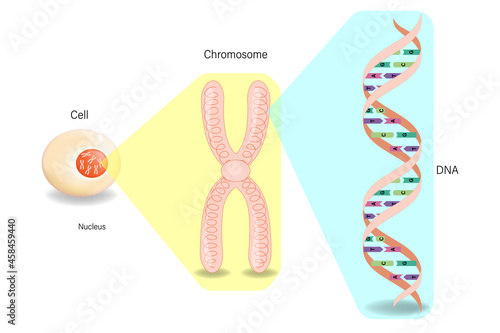 Structure of Cell, Chromosome and DNA. Molecular biology