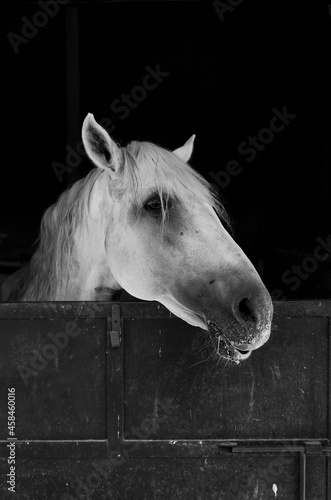 Monochrome of white horse in stable