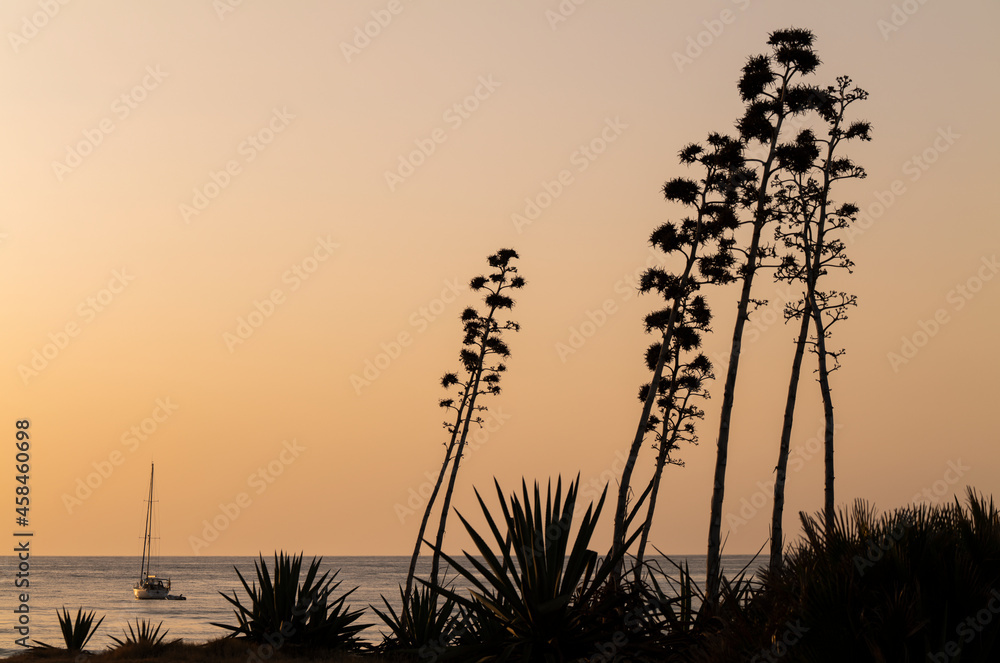 Obraz premium Scenic view of sea with agave plants in Cabo de Gata Nature Park, Spain