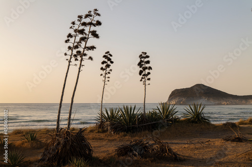 Scenic view of sea with agave plants in Cabo de Gata Nature Park, Spain