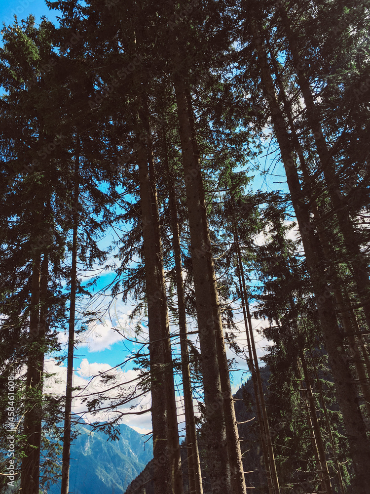 Vertical low angle shot of tall pine trees on the hillside - obrazy, fototapety, plakaty 