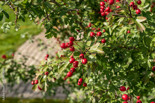 hawthorn bush with ripe red berries in the garden