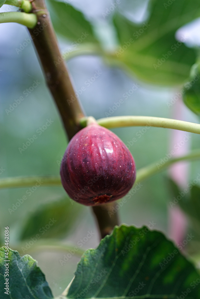 ripe fig fruit hanging on the branch of fig tree in greenhouse ...