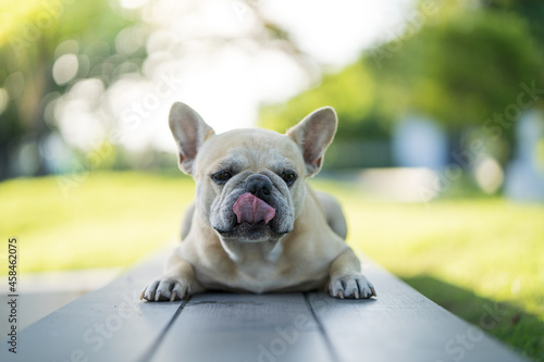 Fotografia Adorable French Bulldog Lying On Bench With It's Tongue On Nose.