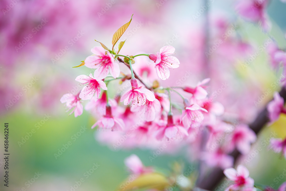 Beautiful  Pink Cherry Blossom on nature background , Sakura flower blooming