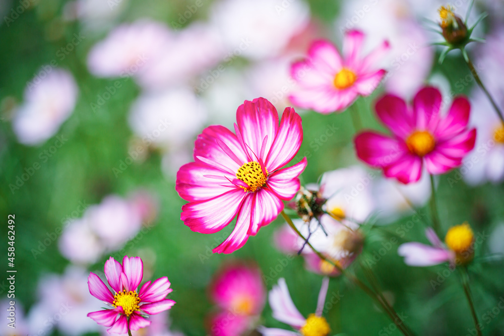 close-up colorful cosmos flower with bumble bee close-up colorful cosmos flower with bumble bee