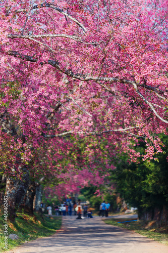 Pink sakura flower or Cherry Blossom Path through a beautiful road in soft light © nutt