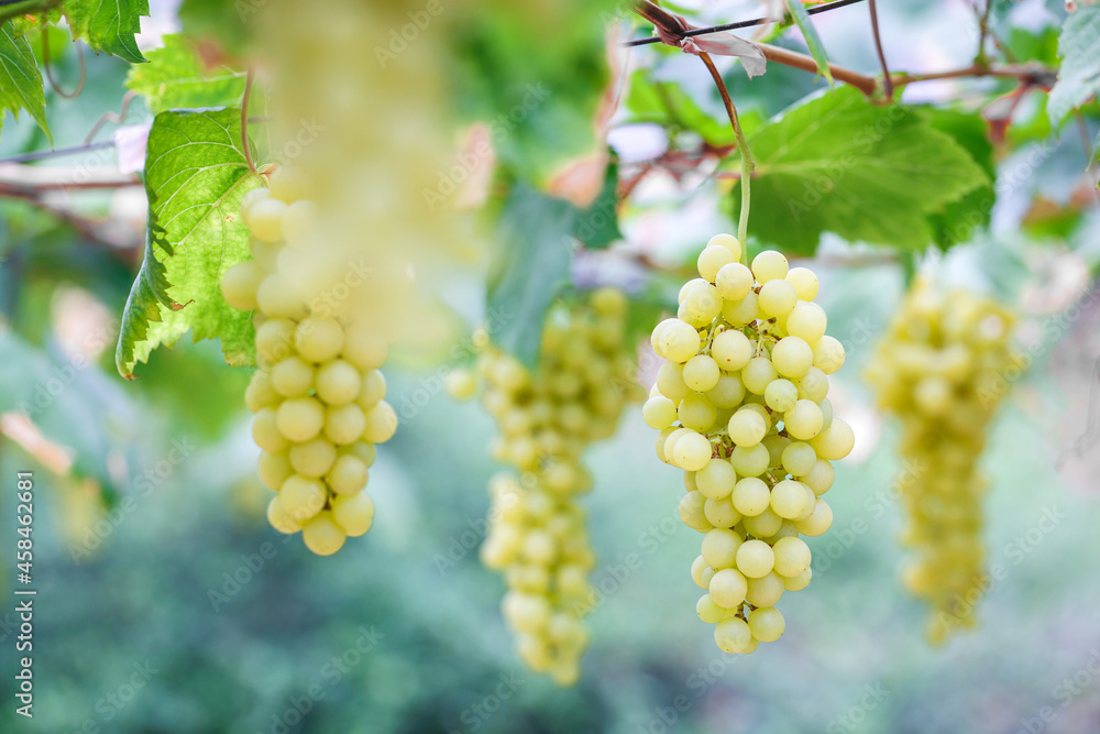 Bunch of white grapes hanging in vineyard Bunch of white grapes hanging in vineyard