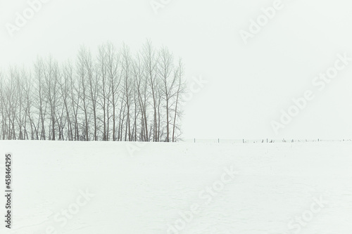 Wallpaper Mural Minimalistic winter landscape. A black-and-white forest among snowdrifts and boundless fields. Natural background with copy space. Traditional Russian landscape. The concept of loneliness, cold, frost Torontodigital.ca