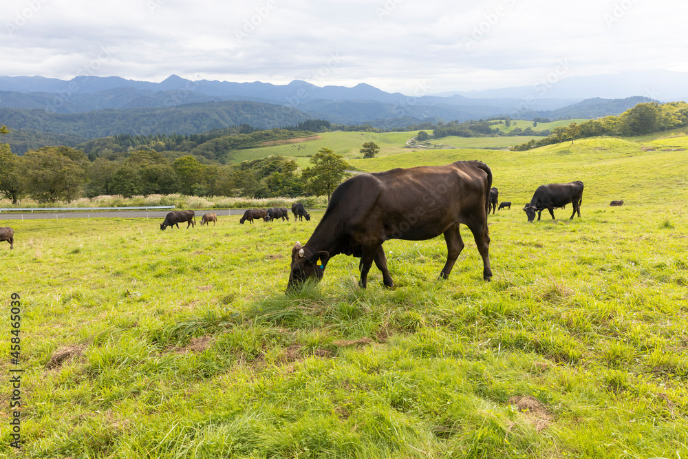 牧草を食べる牧場の牛