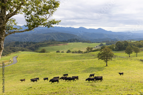 高原の牧場の牛の群れ