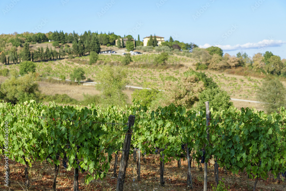Vignoble en Toscane par une journée estivale