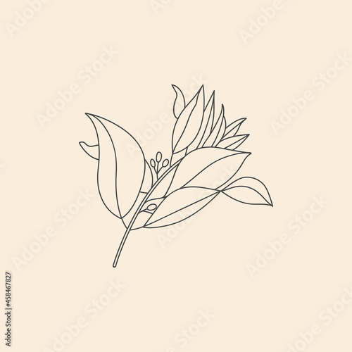 Vector linear botanical icon and symbol - sandalwood.