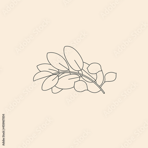 Vector linear botanical icon and symbol - copaiba. photo