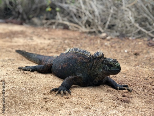 Amblyrhynchus cristatus in Galapagos Islands  Isla Santa Cruz                                                                      