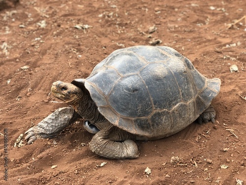 Galapagos tortoise in Charles Darwin Research Station, CDRS, Galapagos Islands, Isla Santa Cruz（ガラパゴスゾウガメ, チャールズダーウィン研究所, ガラパゴス諸島, サンタクルス島）