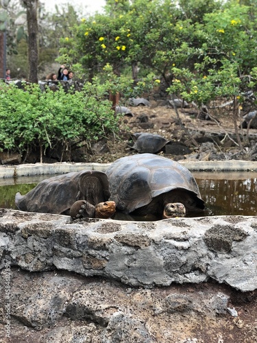 Galapagos tortoise in Charles Darwin Research Station, CDRS, Galapagos Islands, Isla Santa Cruz（ガラパゴスゾウガメ, チャールズダーウィン研究所, ガラパゴス諸島, サンタクルス島） photo