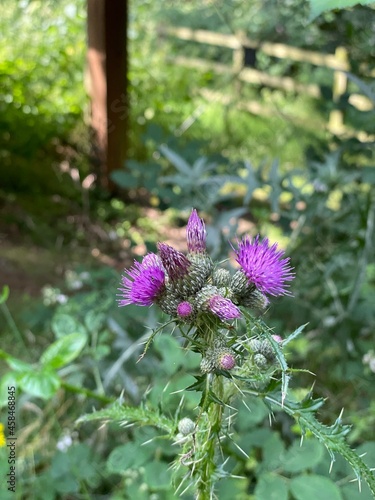 Thistle with flowers in forest in England, UK