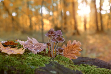 small mushrooms and fallen leaves autumn forest, natural background. atmosphere fall season image. Harvest, mushrooms picking concept