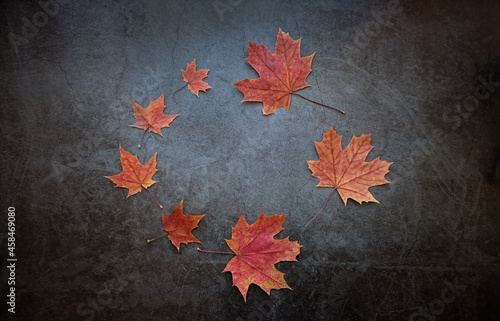 autumn maple leaves on abstract dark background. Symbol of autumn season. fall time. minimal composition. flat lay. copy space
