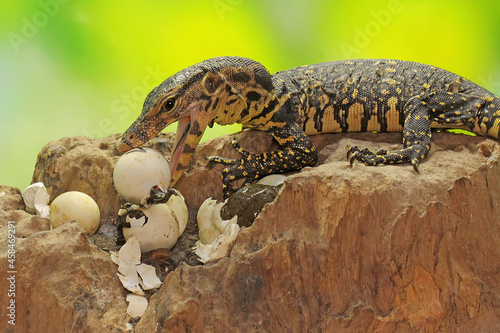 A young salvator monitor lizard is ready to prey on the turtles that have just hatched from their eggs. This reptile has a scientific name Varanus salvator. 