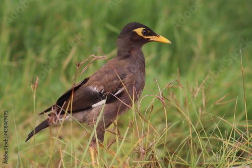 Yellow-billed sparrow