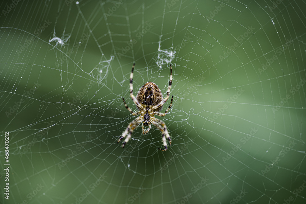 Close up macro shot of a spider Close up macro shot of a spider
