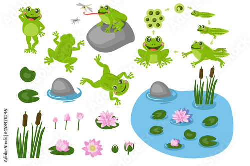 Fotografie, Obraz Cute frogs on the pond