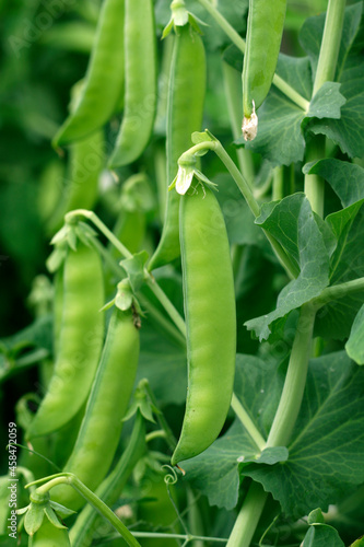 Pea pods growing in a garden close -up view