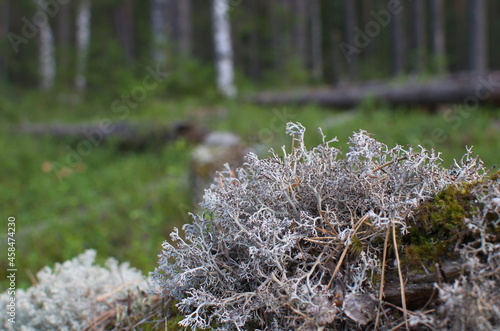 White moss in a pine forest