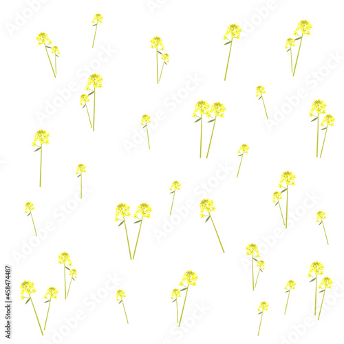 菜の花柄イラスト