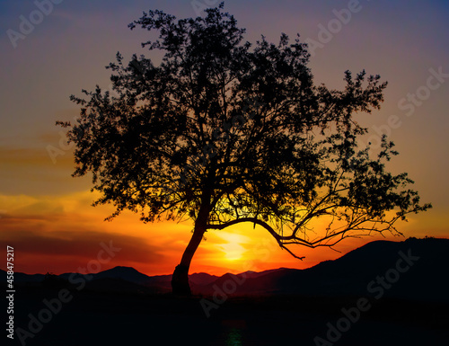 Beautiful tree by the road against the background of the sunset sky