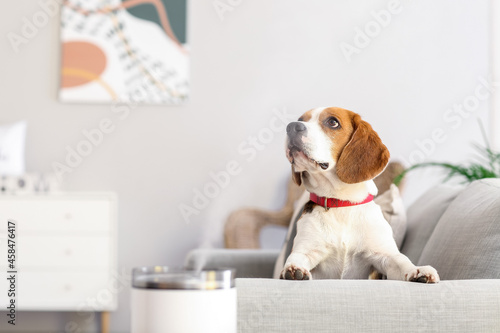 Cute dog in room with modern humidifier © Pixel-Shot
