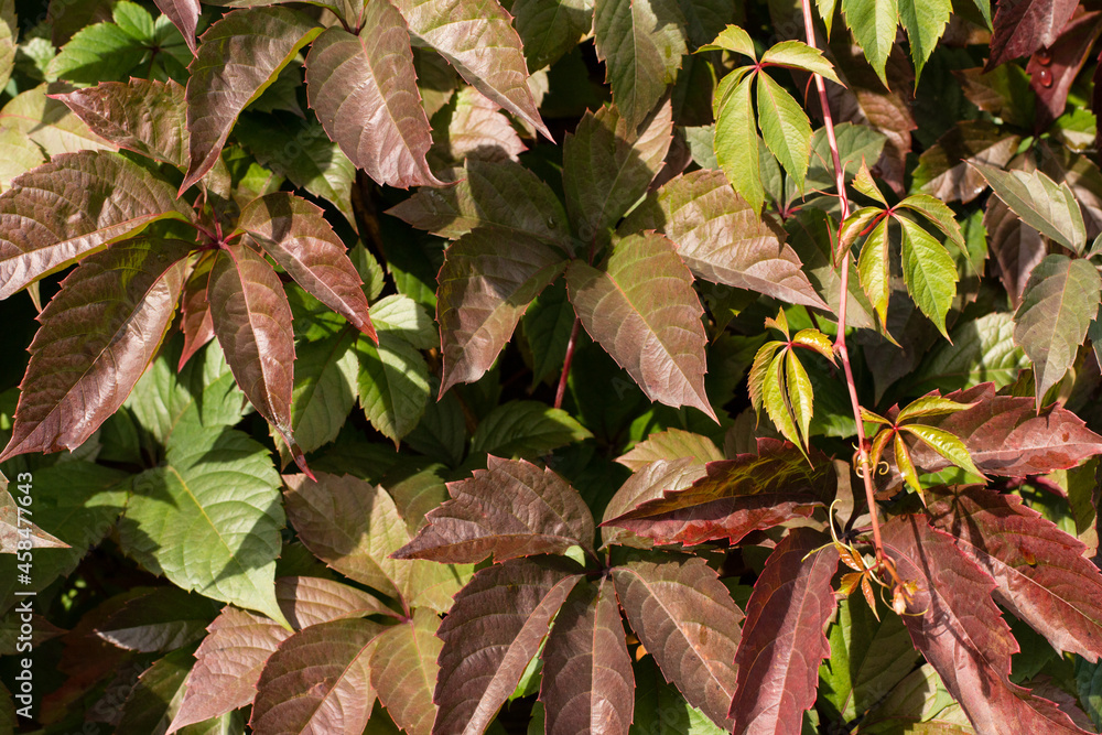 Fototapeta premium Wild grapes with red and green leaves in an autumn garden on a sunny day. Background.