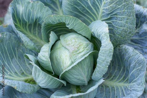 A large head of cabbage in the garden bed