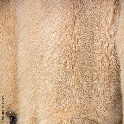 Light fur on a fur coat with a shallow depth of field and blur. Shiny, expensive pattern with textured hairs. Texture for designers