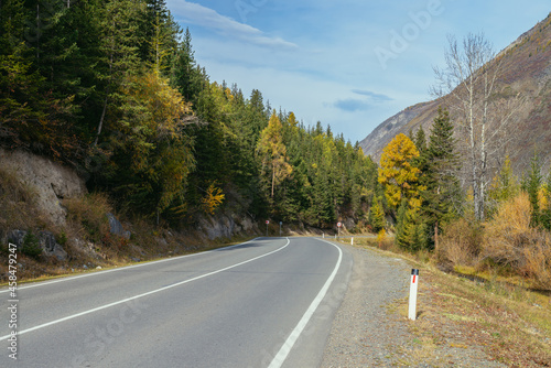 Colorful autumn landscape with larches with yellow branches along mountain highway. Coniferous forest with yellow larch trees along mountain road in autumn colors. Highway in mountains in fall time.