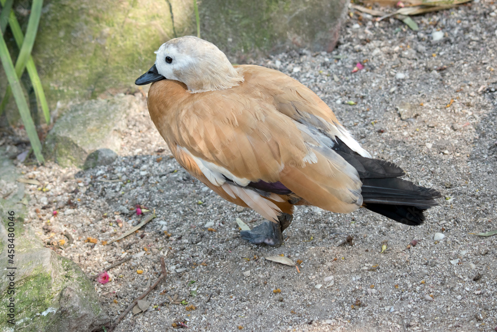 Fototapeta premium the Egyptain goose is walking toward the pond
