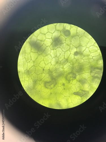 leaf under microscope