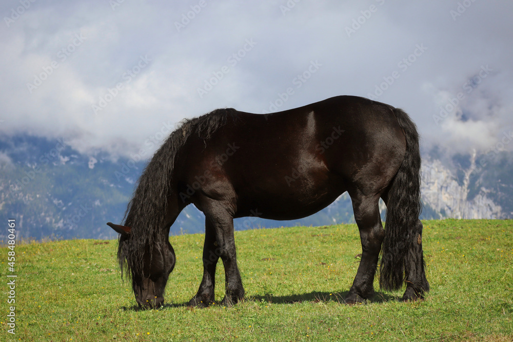 One Black Horse Grazing in Alpine Landscape in Austria. Equus Caballus in Tyrolean Alps. One Black Horse Grazing in Alpine Landscape in Austria. Equus Caballus in Tyrolean Alps.