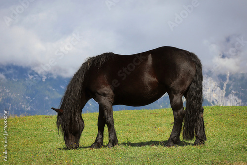 One Black Horse Grazing in Alpine Landscape in Austria. Equus Caballus in Tyrolean Alps.