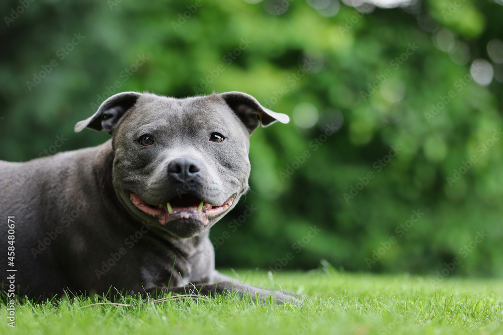 Portrait of Lying English Staffordshire Bull Terrier in Green Garden. Adorable Smiling Blue Staffy on Grass Outside. Portrait of Lying English Staffordshire Bull Terrier in Green Garden. Adorable Smiling Blue Staffy on Grass Outside.