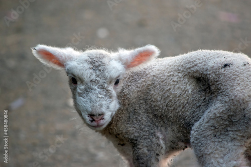this is a cute young lamb