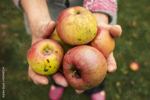 An elderly woman's hands holding organic apples