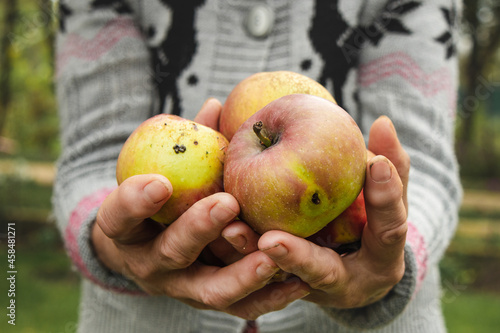 An elderly woman's hands holding organic apples