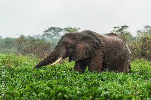 Canvas Print African Bush Elephant - Loxodonta africana, iconic member of African big five, Murchison falls, Uganda