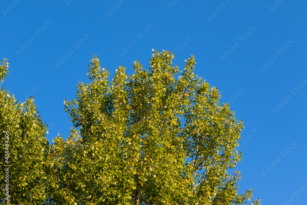 Tree in blue sky, sunny day, autumn beggining