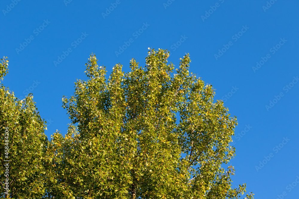 Tree in blue sky, sunny day, autumn beggining Tree in blue sky, sunny day, autumn beggining