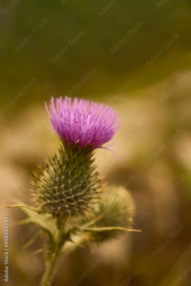 Cardoon plant in purple bloom. Wild Artichoke thistle also called Wild Cynara Cardunculus or Cardoon Cardoon plant in purple bloom. Wild Artichoke thistle also called Wild Cynara Cardunculus or Cardoon