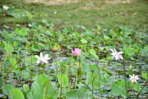 Beautiful blooming lotus flower in the pond    
Beautiful blooming lotus flower in the pond, Pink Lotus, lake if lotus
